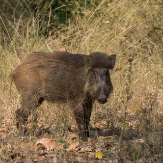 Bandhavgarh - Wild pig
